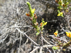 Aspalathus ericifolia ericifolia