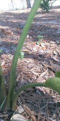 Danaus gilippus