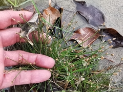 Eleocharis geniculata
