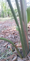 Danaus gilippus
