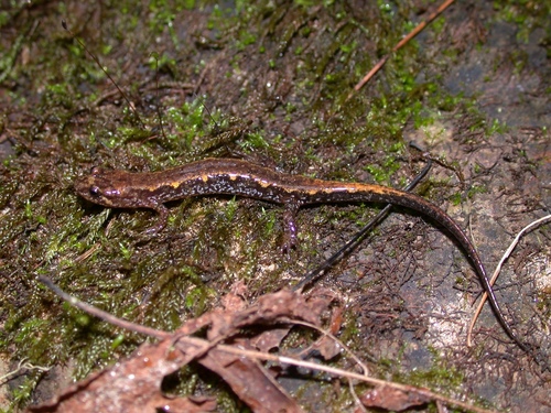 Chattooga Dusky Salamander