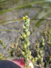 Aspalathus ericifolia ericifolia