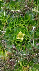 Caltha sagittata
