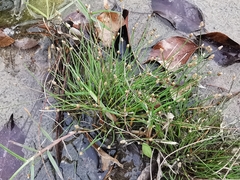 Eleocharis geniculata