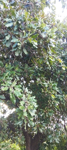 Shea Tree