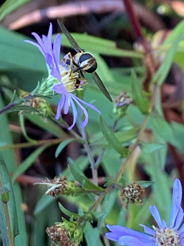 Unknown species found near Floral Hill Dr, Eugene, OR, US