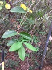 Lonicera sempervirens
