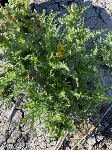 iNaturalist observation photo of prickly sowthistle