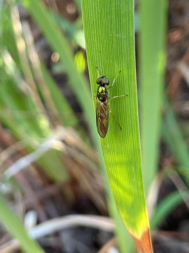 Unknown species found near Fircrest Dr, Eugene, OR, US