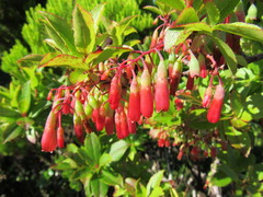 Vaccinium cylindraceum