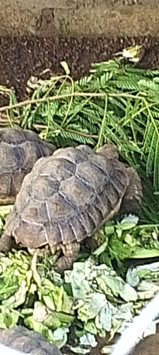 African Spurred Tortoise