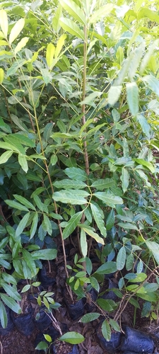 African mahogany