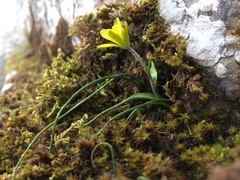 Gagea peduncularis