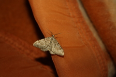 Coenotephria ablutaria