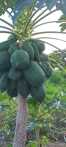 Papaya