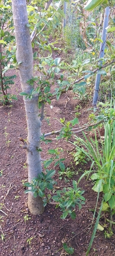 African baobab