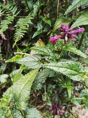 Stachys thunbergii