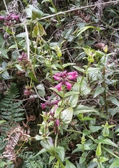 Stachys thunbergii