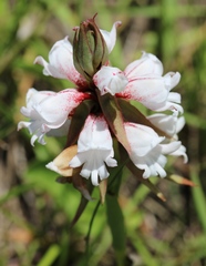 Satyrium sphaerocarpum