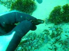 Isara carbonaria