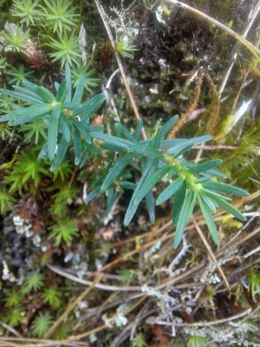 Tsuga chinensis, photograph 5