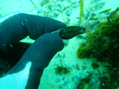 Isara carbonaria