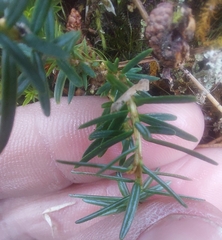 Tsuga chinensis, photograph (c) Jason, some rights reserved (CC BY)