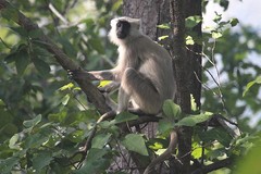 Semnopithecus schistaceus