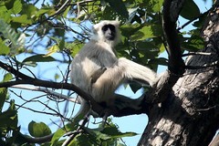 Semnopithecus schistaceus