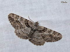 Cleora cinctaria