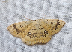 Cyclophora annularia