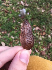 Phyllocnistis meliacella