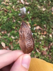 Phyllocnistis meliacella