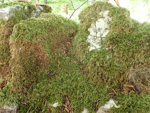 Lesser Striated Feather-moss (Plasteurhynchium striatulum)