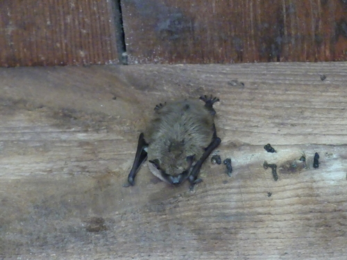Big Brown Bat photographed in Maryland