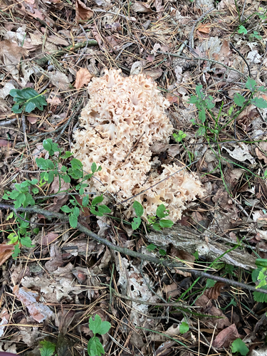 Sparassis crispa — no rights reserved