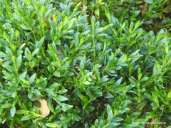 Buxus harlandii