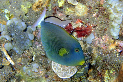 Pinktail Triggerfish — seen at this dive site