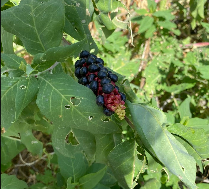 Phytolacca pruinosa Fenzl 2