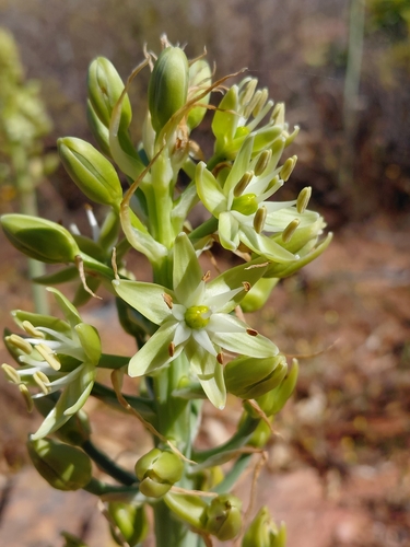 Namaqua Chink (Ornithogalum xanthochlorum)