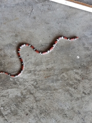 Cemophora coccinea copei