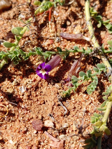 twiggy veld violet (Peliostomum virgatum)