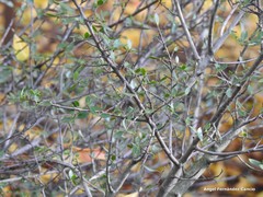 Rhamnus myrtifolia
