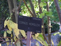 Cornus hemsleyi