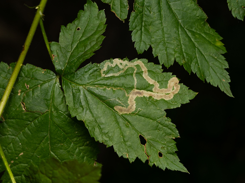 Unknown species found near Capital Regional District, BC, Canada