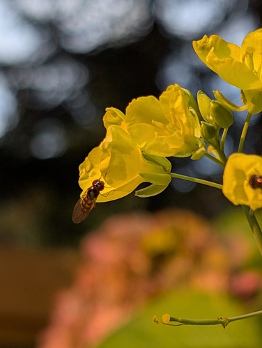 Unknown species found near Galiano Island, BC V0N 0E9, Canada