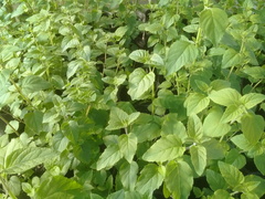 Minthostachys verticillata