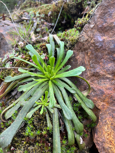 Lewisia cantelovii, photograph 4