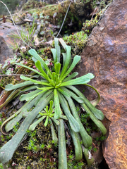 author not stated, no rights reserved Lewisia cantelovii, photograph author not stated, no rights reserved