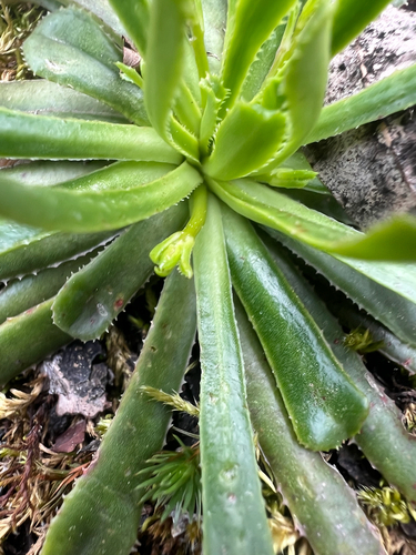 Lewisia cantelovii, photograph 3